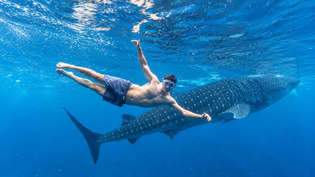 A person swimming with a whale shark. 5