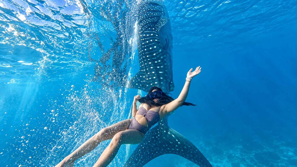 A person snorkeling with a whale in clear blue water. 2
