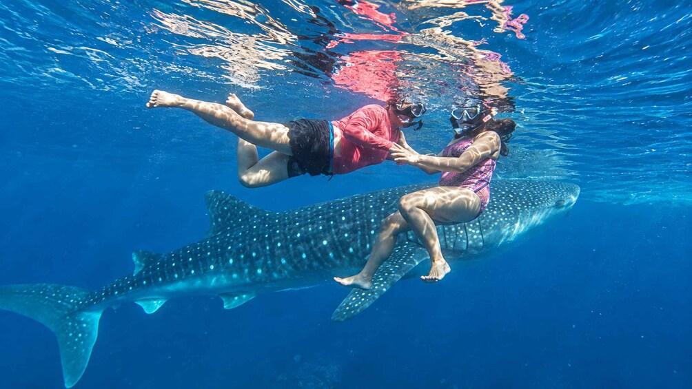 Two people swimming with a whale shark. 3