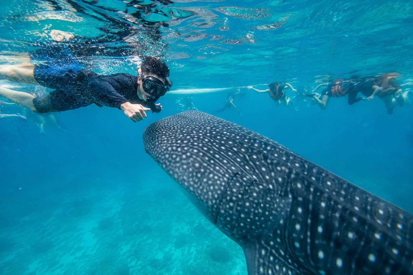 Oslob: Whale Shark Watching, Sumilon Island & Monkeys 1