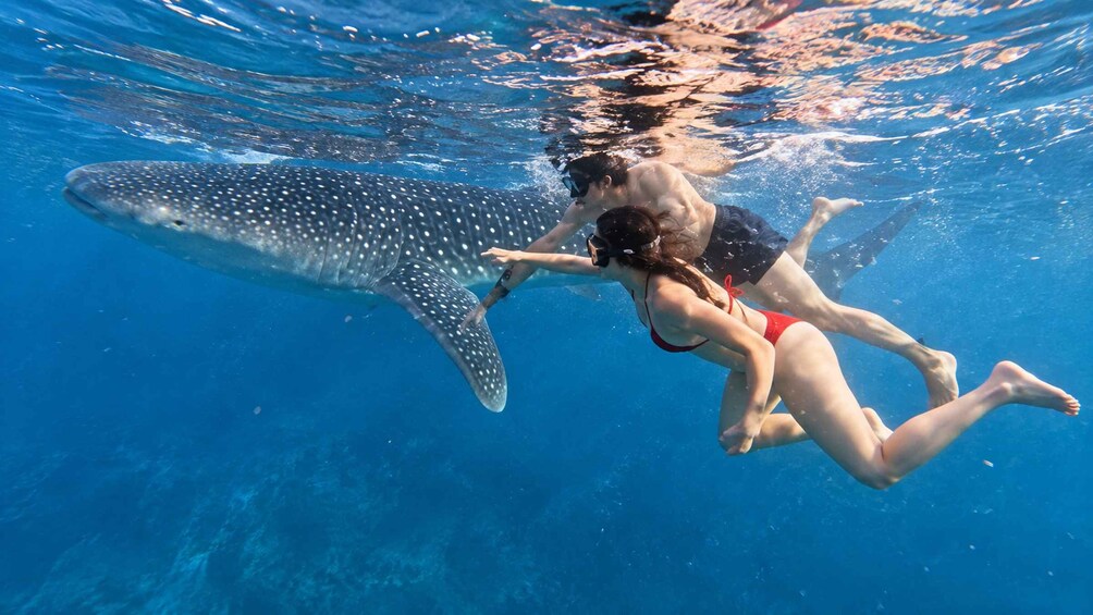 A person swimming with a whale shark in clear blue water. 5