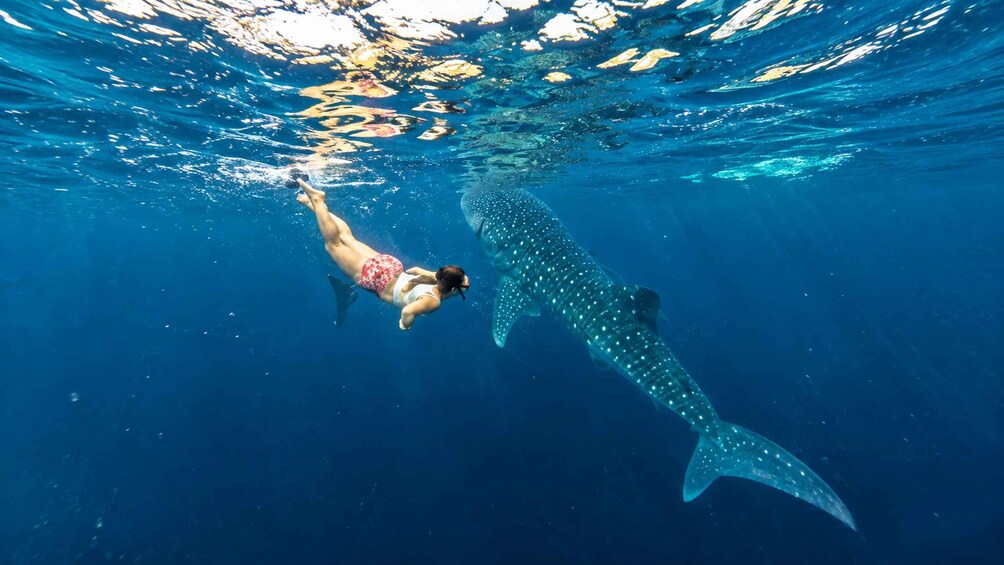 A person swimming underwater with a large whale shark. 1