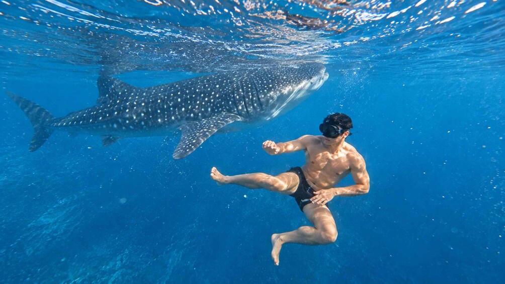 A person swimming underwater with a whale shark. 5
