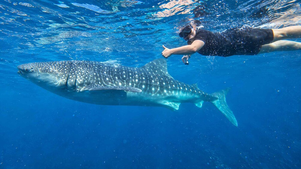 A person snorkeling with a whale shark. 4