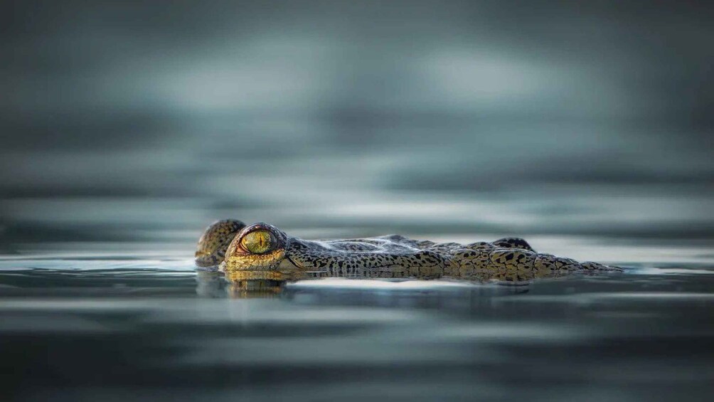 A crocodile resting in water. 3