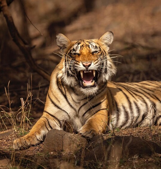 A tiger lying on the ground with its mouth open, surrounded by rocks and dry grass. 4