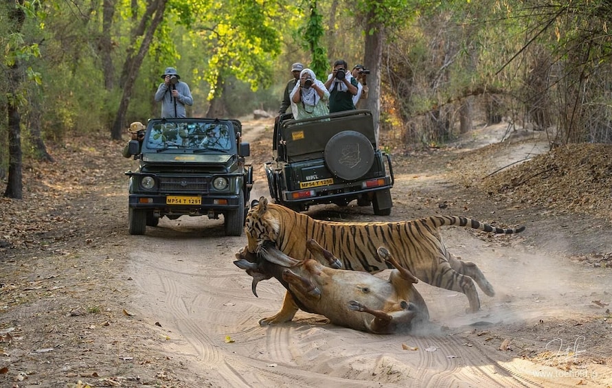 A tiger attacking a buffalo on a dirt road with vehicles and people in the background. 1