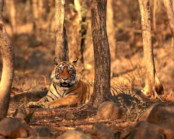 A tiger lying on the forest floor, surrounded by trees and rocks. 2