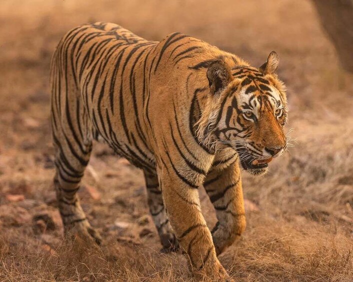 A tiger walking in a dry grassland. 5