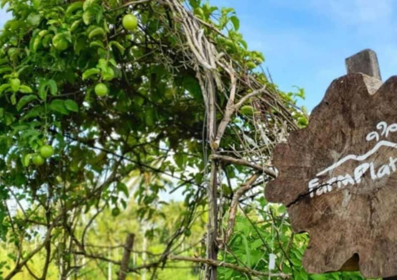A tree with green fruit and a wooden sign with 'FarmPlate' written on it. 2
