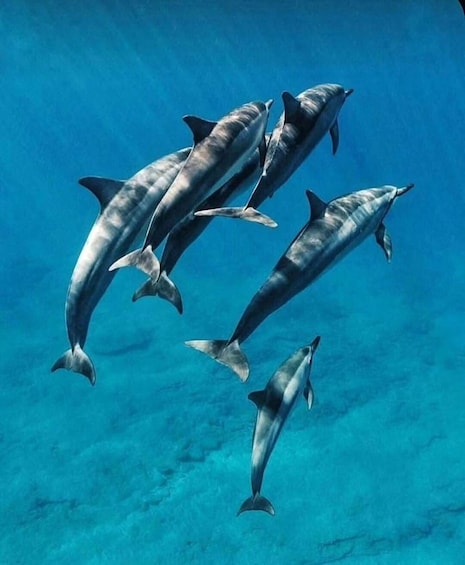 A group of dolphins swimming in clear blue water. 1