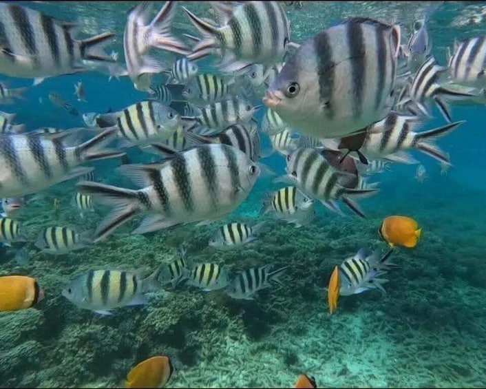 A school of striped fish swimming in clear blue water. 4