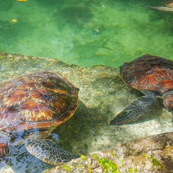 A turtle swimming near a rock in clear water. 5