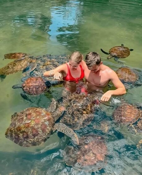 Two people interacting with sea turtles in clear water. 1