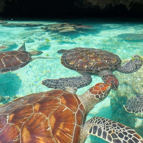 A group of sea turtles swimming in clear blue water. 1