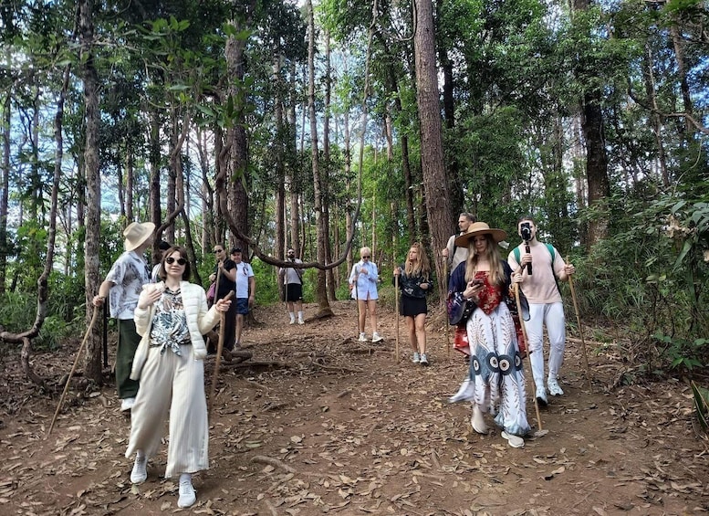 A group of people hiking in a forested area with dense trees and a dirt path. 3