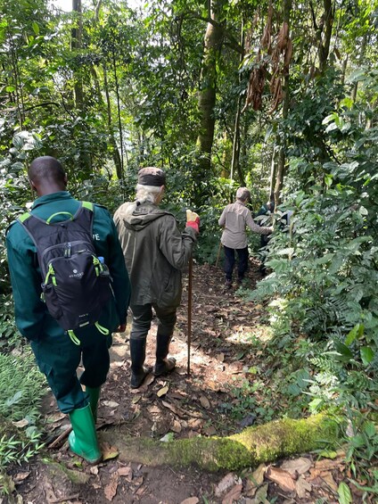 Trois personnes font de la randonnée dans une forêt dense. 5