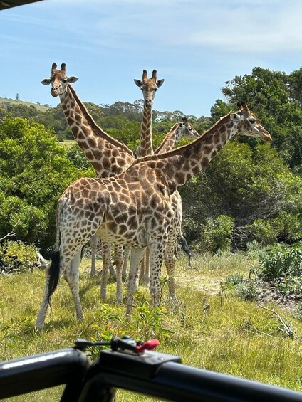 Three giraffes standing in a grassy field with trees in the background. 1