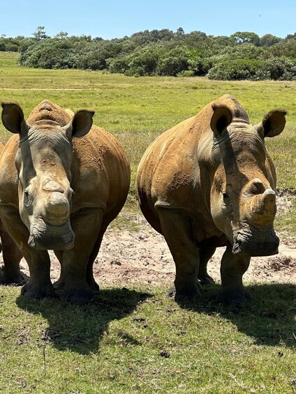 Two rhinos standing in a grassy field with trees in the background. 2