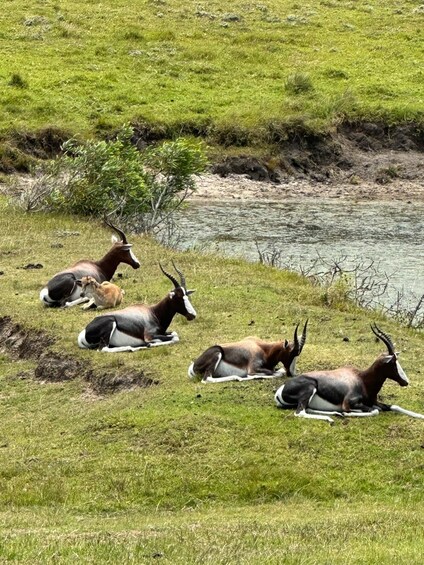 A group of antelopes resting by a riverbank in a grassy field. 4