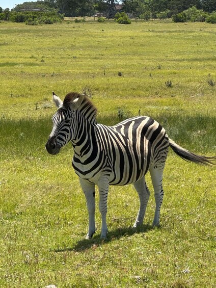 A zebra standing in a grassy field with trees in the background. 3