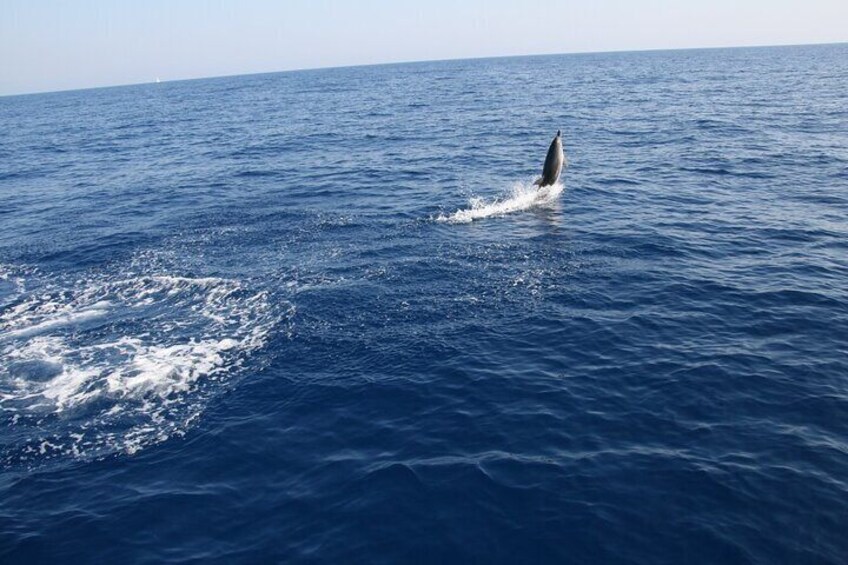 Sailboat Excursion with Snack in Search of Dolphins