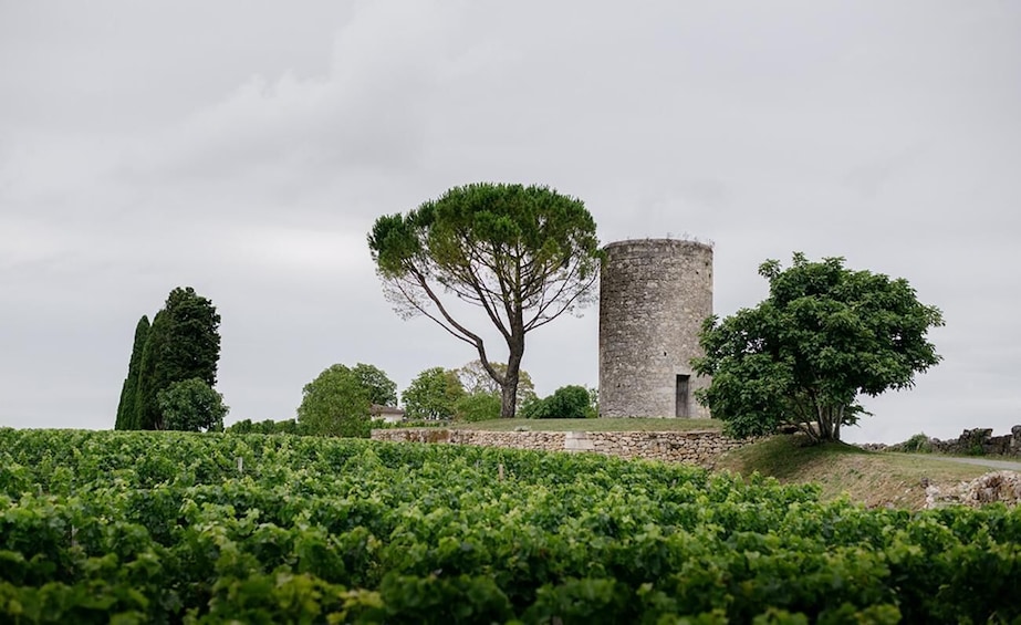 A stone tower, a large tree, and a vineyard. 5