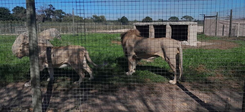 A fenced enclosure with two lions and a concrete structure in the background. 5