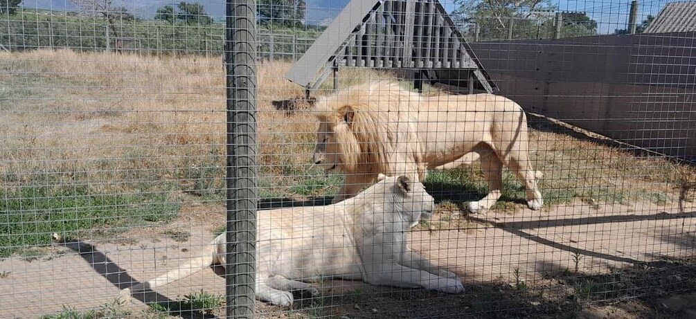 A lion and a white lion resting in a fenced enclosure with dry grass and a wooden structure in the background. 1