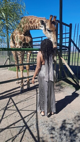 A person feeding a giraffe at a zoo enclosure. 5