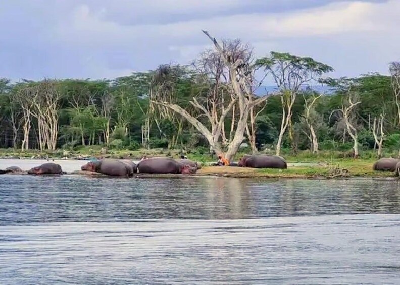 Picture 6 for Activity Nairobi:Hell’s Gate Bike ride & Lake Naivasha Boat ride tour 4