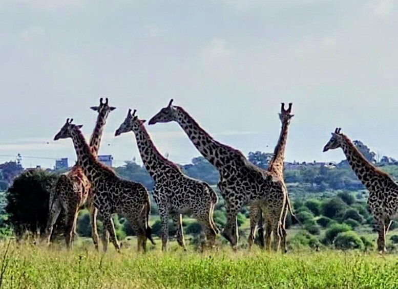 A group of giraffes in a grassy field with trees and a distant city skyline. 5
