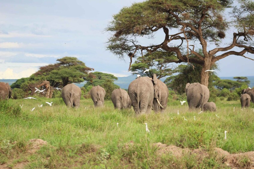 A herd of elephants in a grassy savannah with trees and birds. 2