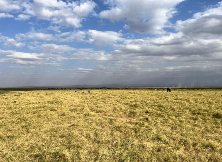Picture 18 for Activity Game drive in Amboseli 4