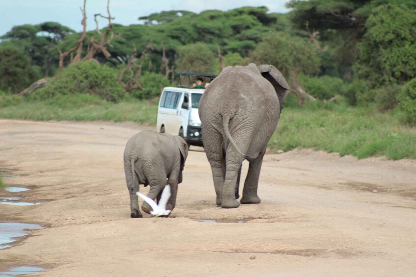 Picture 12 for Activity Game drive in Amboseli 5