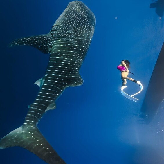 A diver with fins swimming near a large whale shark. 1