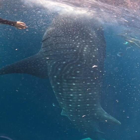 A large whale shark swimming underwater with bubbles and a diver's hand visible. 3