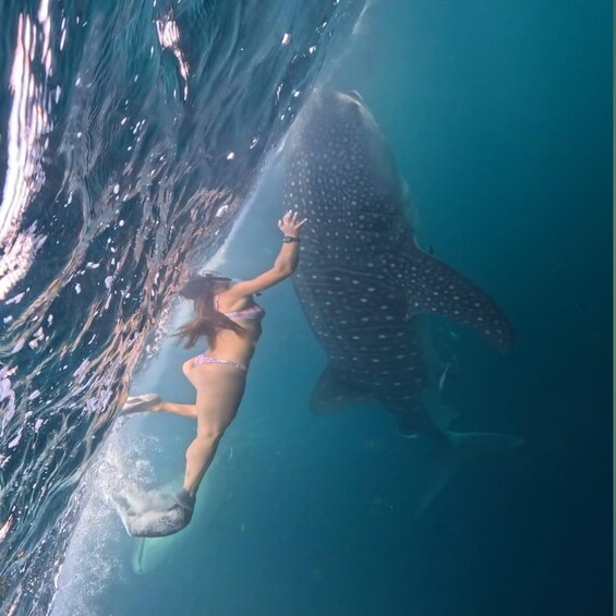 A diver swimming near a whale shark. 2