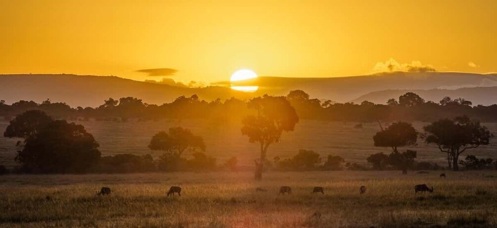 Picture 3 for Activity 4 Days Queen Elizabeth and Kibale Forest Safari 3