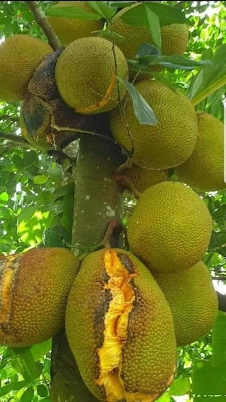 A tree with clusters of green, round fruits and one fruit with a yellow interior. 5