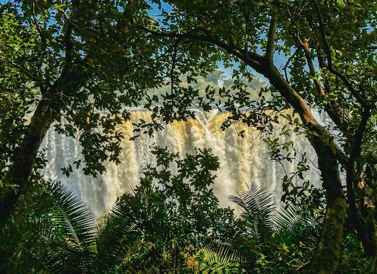 A waterfall surrounded by dense foliage. 1