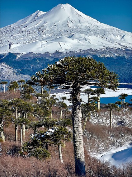 A snow-covered mountain with a clear sky, a prominent tree in the foreground, and a lake in the background. 4