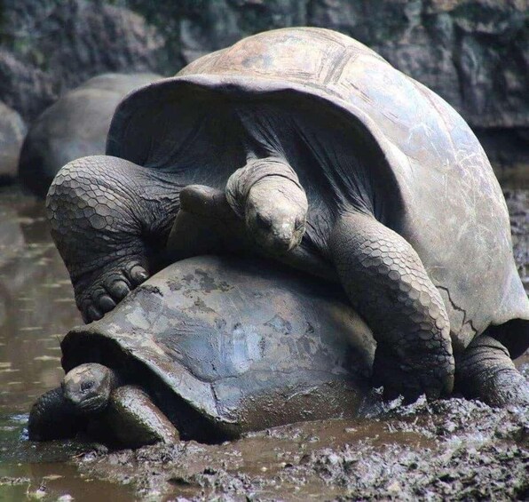 A large tortoise with a textured shell and rough skin, resting on a muddy surface. 1