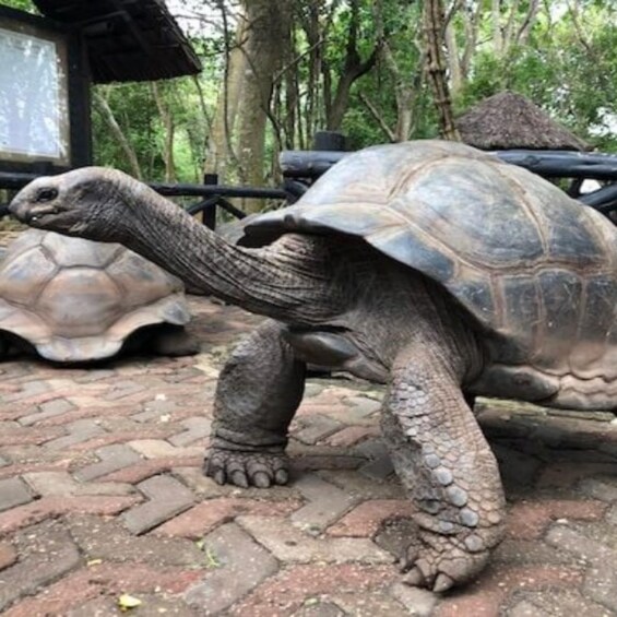 A tortoise walking on a paved path in a forested area. 2