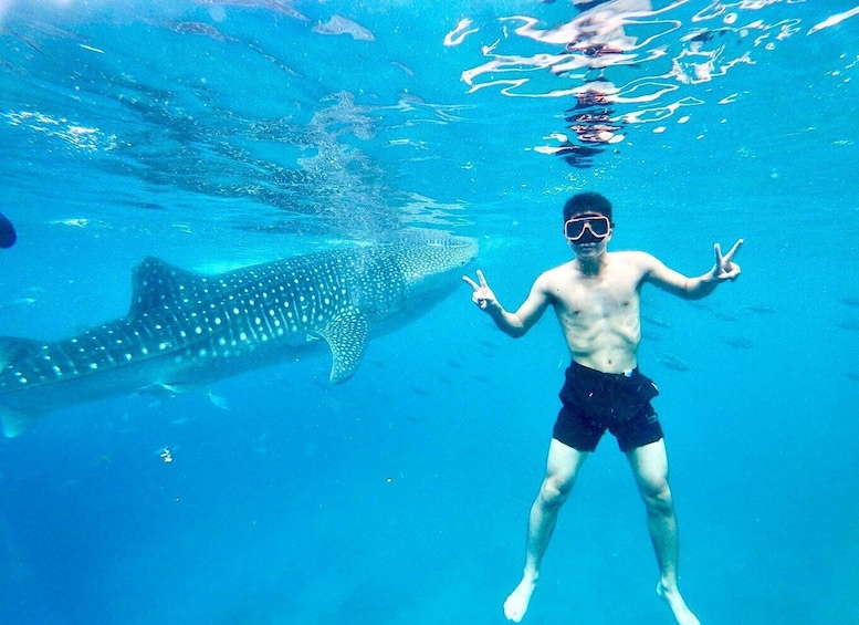 Picture 3 for Activity Oslob Whale Shark Direct 5