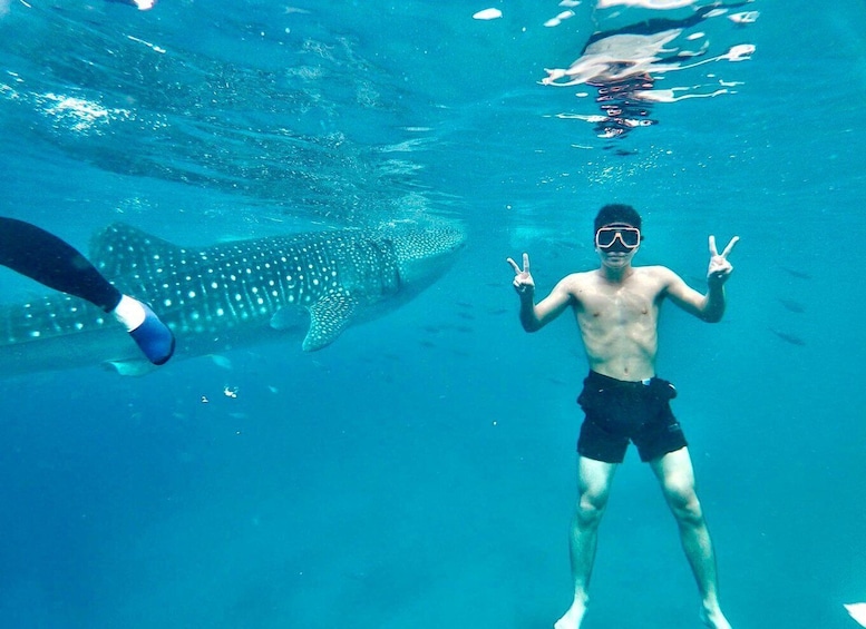 Oslob Whale Shark Direct 1
