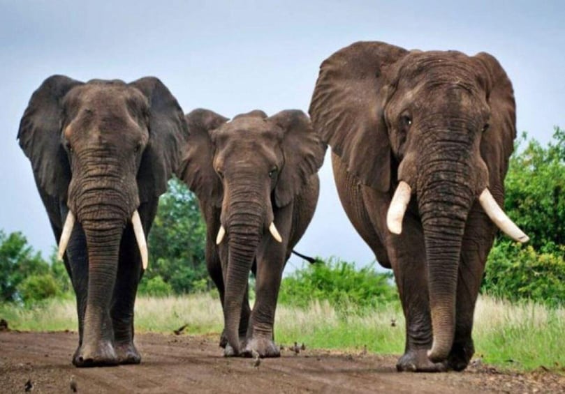 Cape Town, Johannesburg, and Kruger National Park 7 day Tour 1