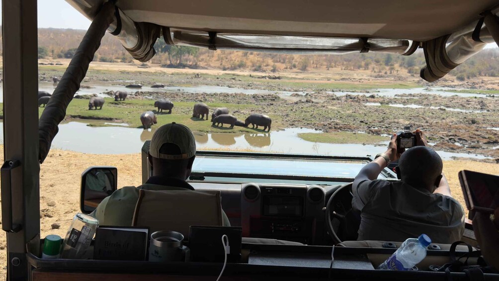 A safari vehicle with a guide taking a photo of hippos by a waterhole. 1