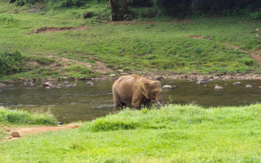 Picture 4 for Activity Coimbatore: Kerala Hills Day Trip with Jeep Safari & Lunch 5