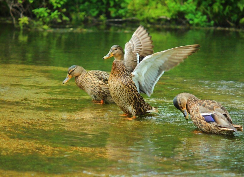 Three ducks swimming in a body of water with one duck in mid-flight. 2